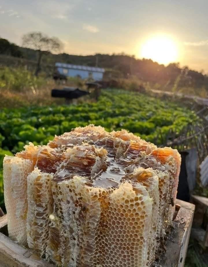 خلطة الأعشاب الملكية